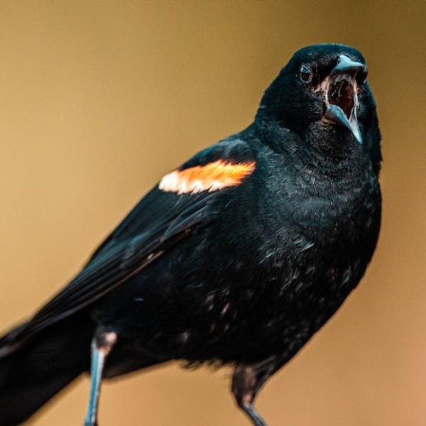 A close-up of a black bird with a red and yellow patch on its wing, perched and calling with its beak open against a blurred background.