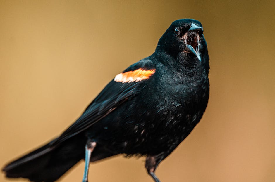 A close-up of a black bird with a red and yellow patch on its wing, perched and calling with its beak open against a blurred background.