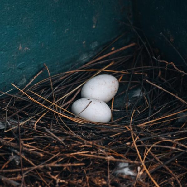 Two white eggs are resting in a nest made of twigs and straw against a greenish-blue wall.