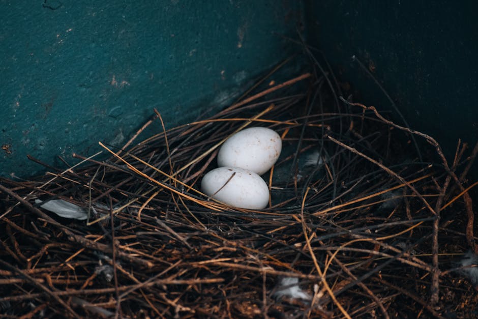 Two white eggs are resting in a nest made of twigs and straw against a greenish-blue wall.