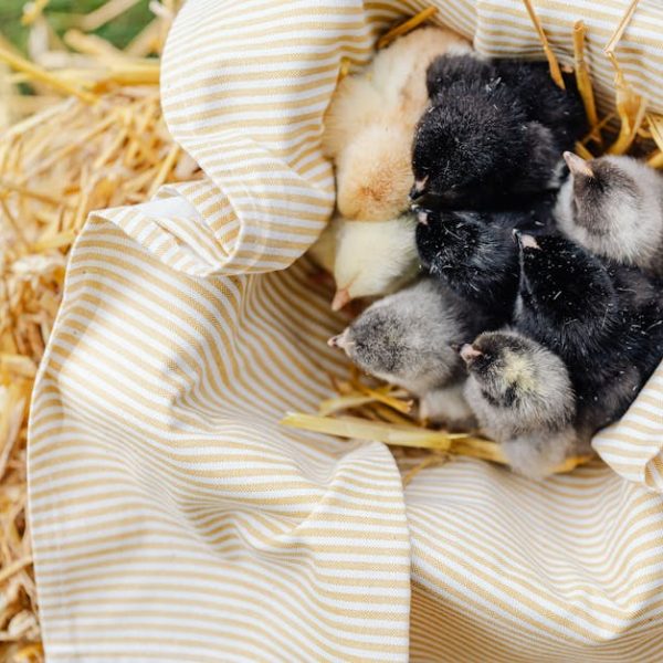 A group of baby chicks huddle together on a striped cloth surrounded by straw.