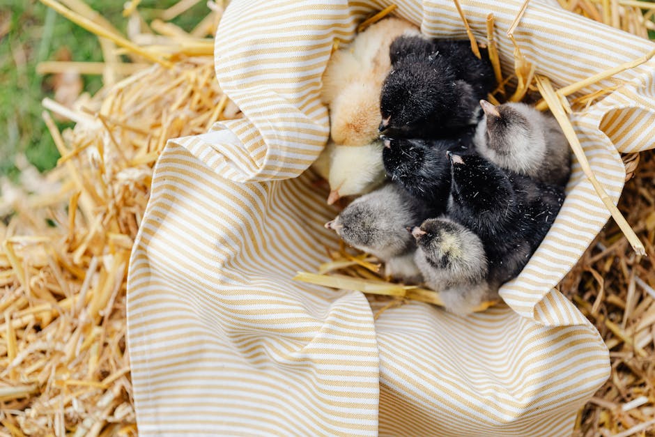 A group of baby chicks huddle together on a striped cloth surrounded by straw.