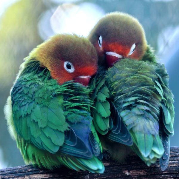 Two colorful green and orange lovebirds sit closely together on a wooden branch, facing each other with their heads tucked into their feathers.