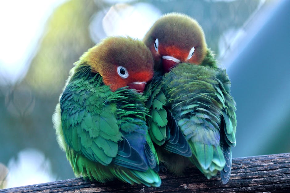 Two colorful green and orange lovebirds sit closely together on a wooden branch, facing each other with their heads tucked into their feathers.