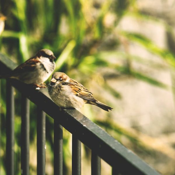 Three small birds perched on a black metal railing, with one bird in focus and green foliage blurred in the background.