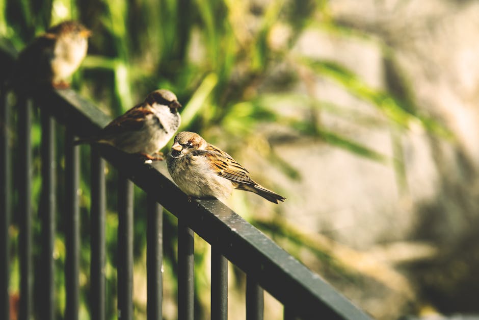Three small birds perched on a black metal railing, with one bird in focus and green foliage blurred in the background.