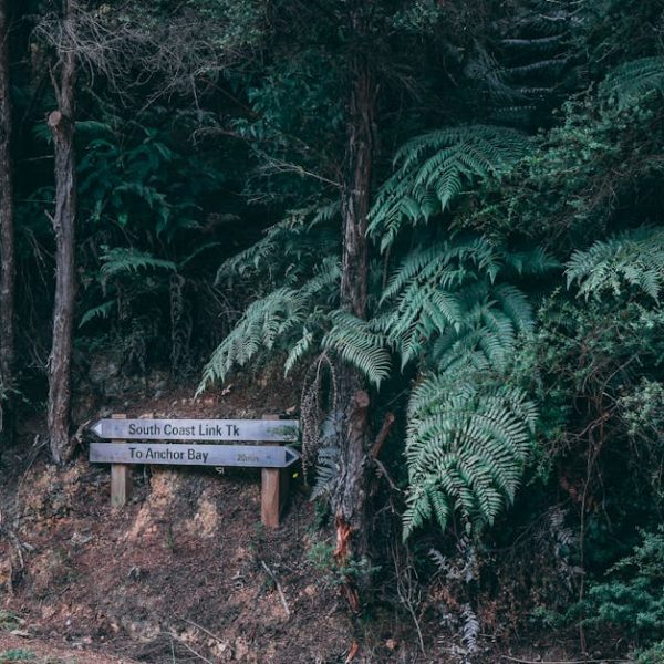 A wooden signpost among dense green foliage points to "South Coast Link Tk" left and "To Anchor Bay" right.