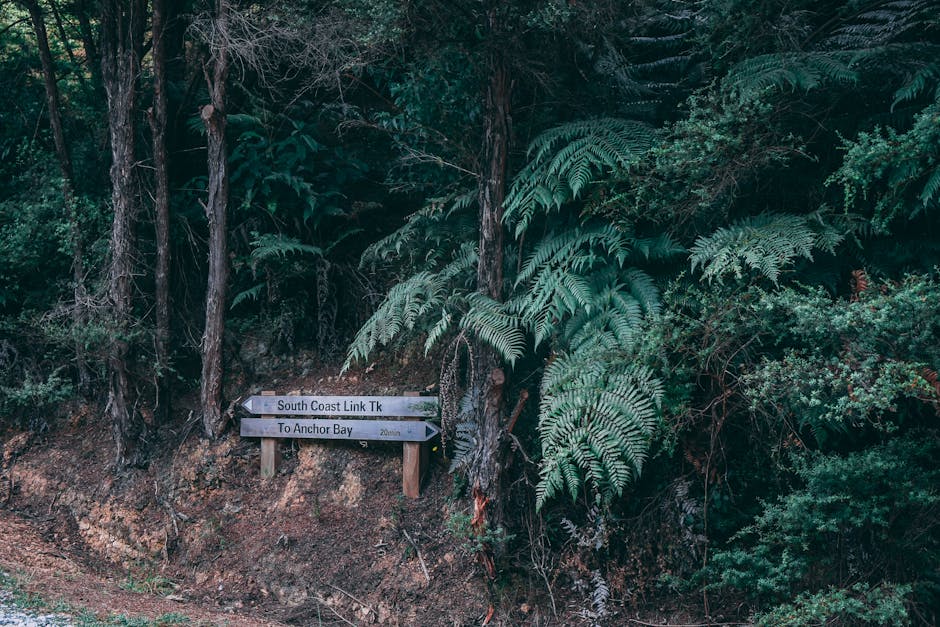 A wooden signpost among dense green foliage points to "South Coast Link Tk" left and "To Anchor Bay" right.