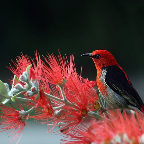 A small bird with red and black feathers is perched on a branch of red, spiky flowers, with a dark green blurred background.