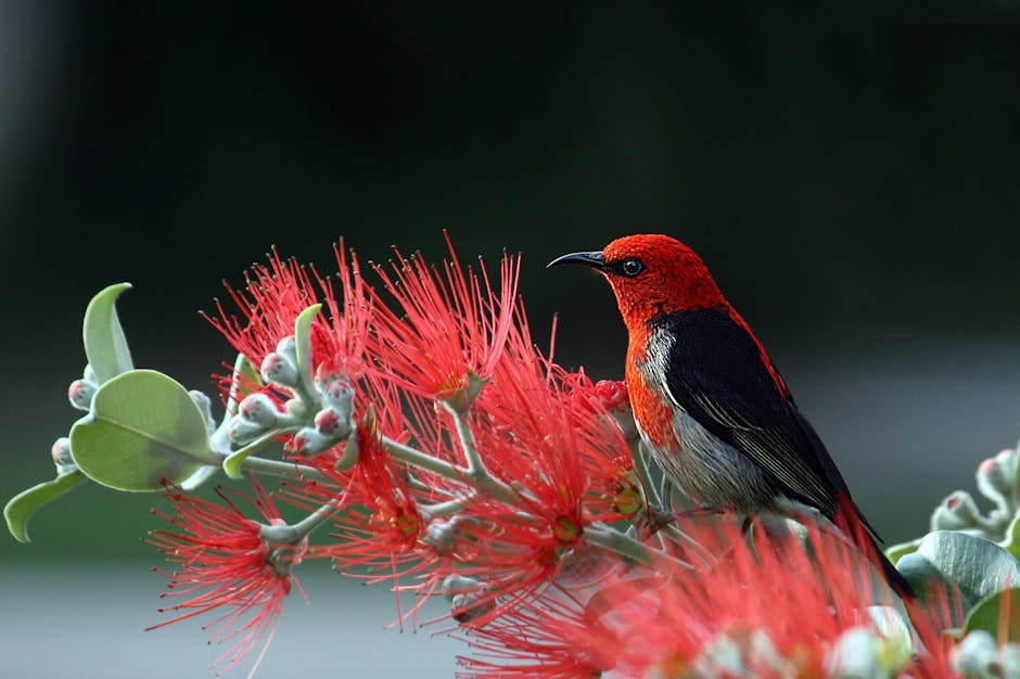 A small bird with red and black feathers is perched on a branch of red, spiky flowers, with a dark green blurred background.