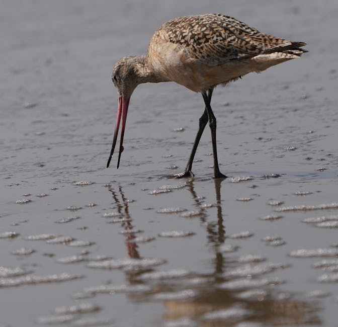 A long-billed shorebird stands in shallow water, pecking at the wet sand with its beak, with its reflection visible on the surface.