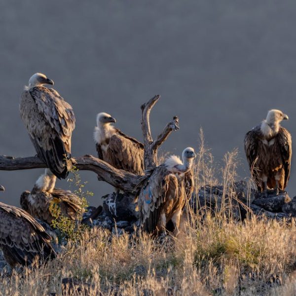 Several vultures perch on rocks and a dead tree branch in a dry, grassy landscape with a blurred background.