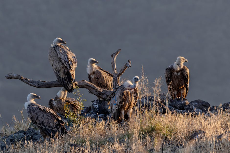 Several vultures perch on rocks and a dead tree branch in a dry, grassy landscape with a blurred background.