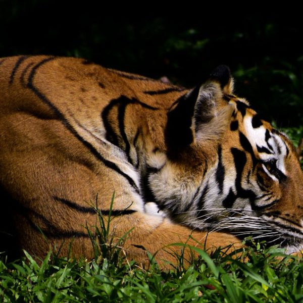 A Bengal tiger is lying on green grass in partial sunlight, resting its head on its front paws.