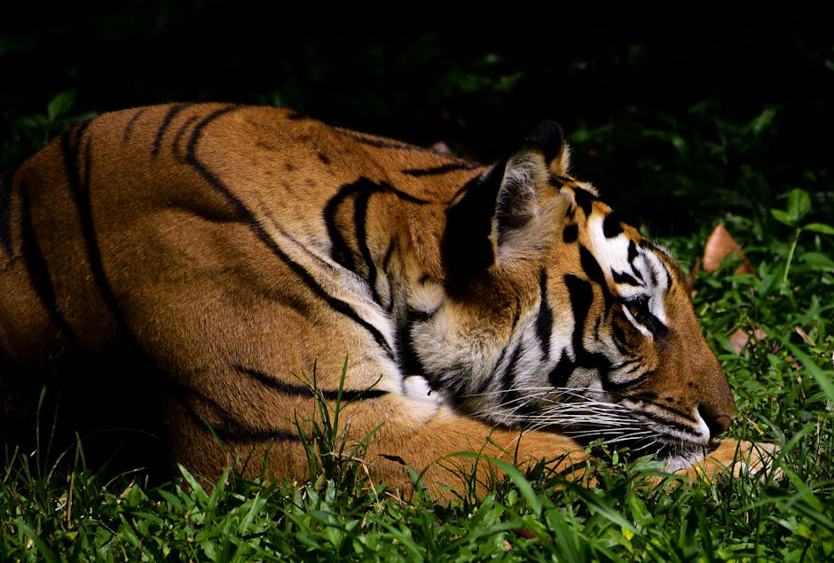 A Bengal tiger is lying on green grass in partial sunlight, resting its head on its front paws.