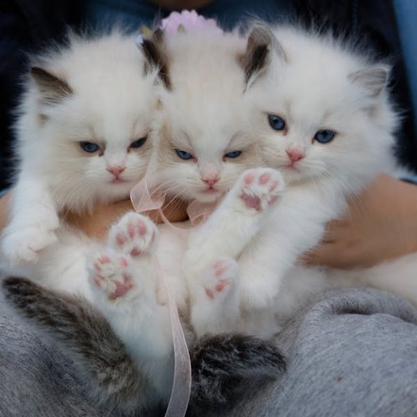 A person holds three fluffy white kittens with blue eyes and pink paw pads, sitting closely together.