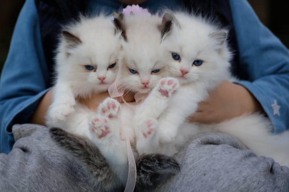 A person holds three fluffy white kittens with blue eyes and pink paw pads, sitting closely together.