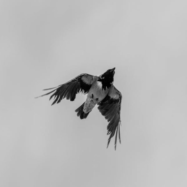 Black and white photo of a bird with outstretched wings flying against a plain sky.