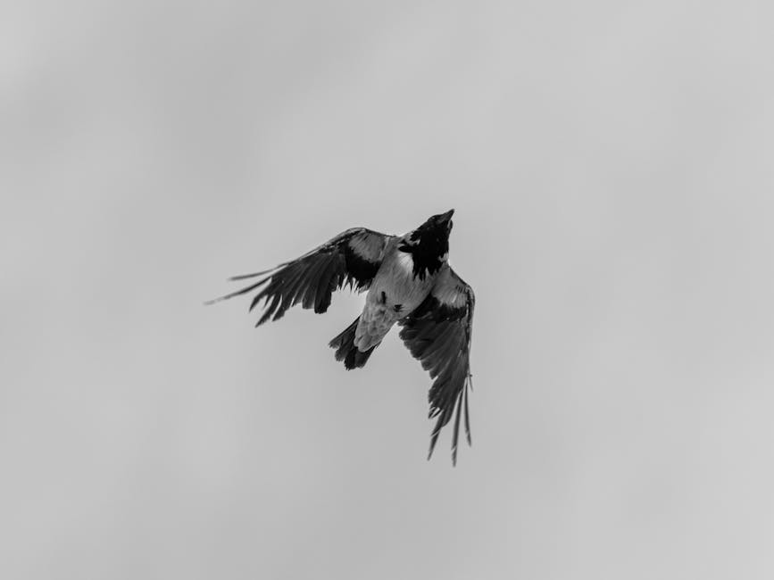 Black and white photo of a bird with outstretched wings flying against a plain sky.
