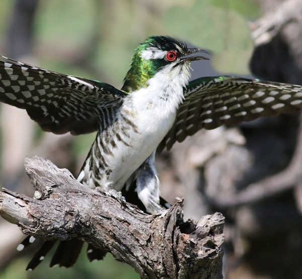A bird with white and black spotted wings and a greenish head perches on a branch with its wings spread wide.