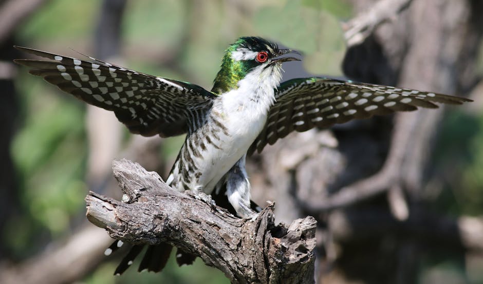 A bird with white and black spotted wings and a greenish head perches on a branch with its wings spread wide.