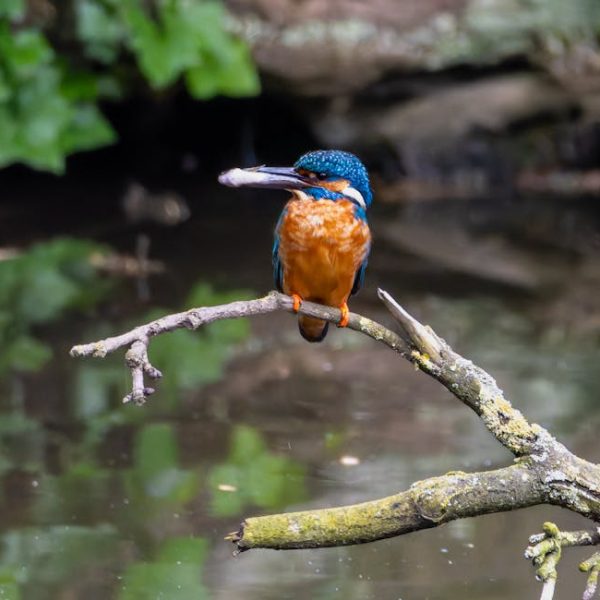 A kingfisher with blue and orange plumage perches on a branch above water, holding a small fish in its beak.