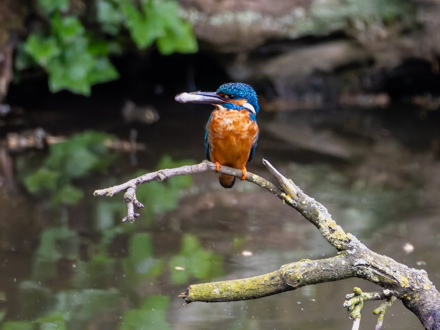 A kingfisher with blue and orange plumage perches on a branch above water, holding a small fish in its beak.