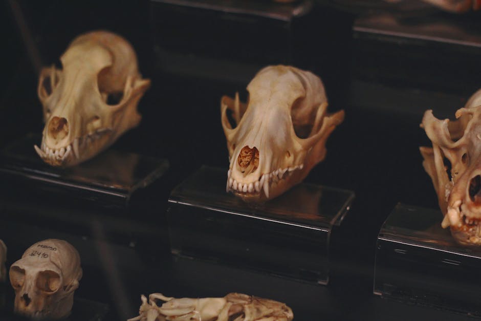 Multiple animal skulls, including a prominent canine skull, are displayed on clear stands in a dimly lit setting.
