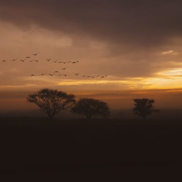 Silhouetted trees and a flock of birds under a cloudy, golden sky at sunset.