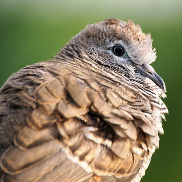Close-up of a brown pigeon with ruffled feathers, facing left, against a blurred green background.