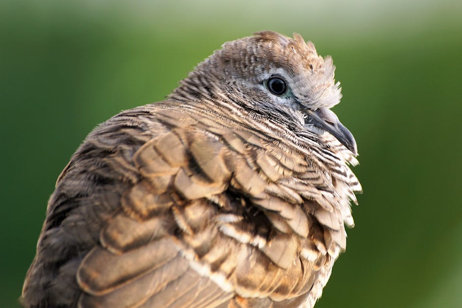 Close-up of a brown pigeon with ruffled feathers, facing left, against a blurred green background.