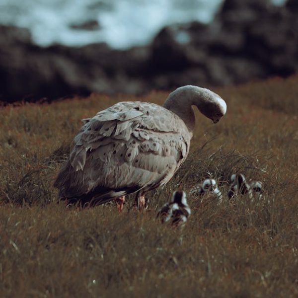 A large bird stands on grassy ground, looking down at several small chicks clustered nearby, with a blurred rocky background.