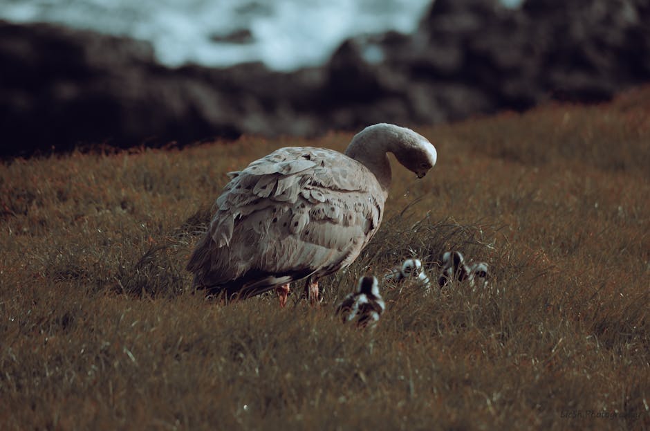 A large bird stands on grassy ground, looking down at several small chicks clustered nearby, with a blurred rocky background.