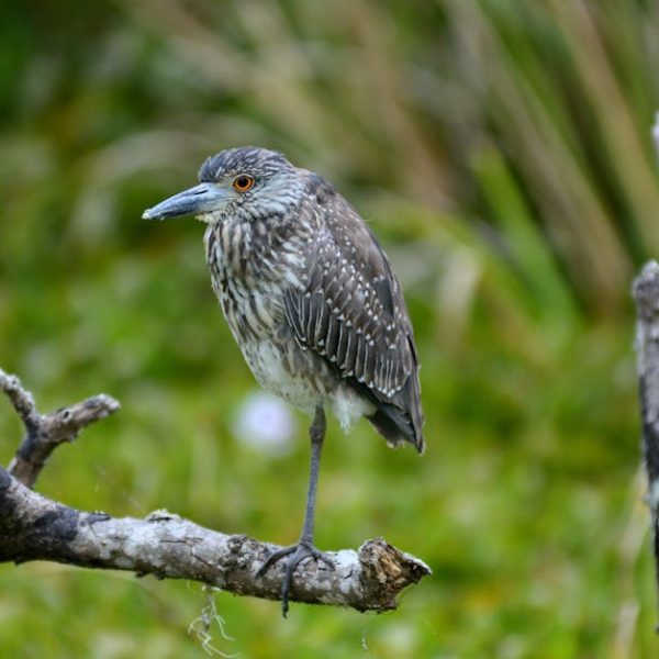 A brown and white speckled bird with a long beak stands on one leg on a tree branch, with green foliage blurred in the background.