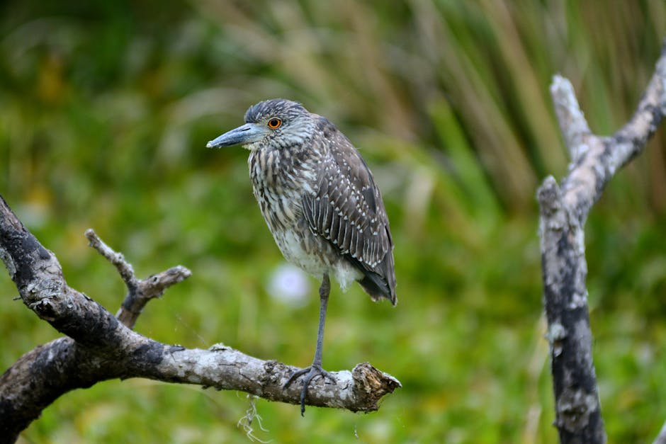A brown and white speckled bird with a long beak stands on one leg on a tree branch, with green foliage blurred in the background.