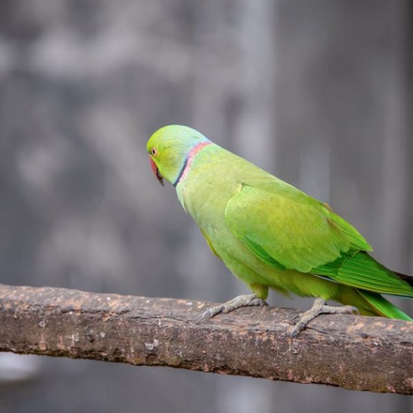 A green parrot with a red beak and a pink ring around its neck is perched on a wooden branch against a blurred gray background.