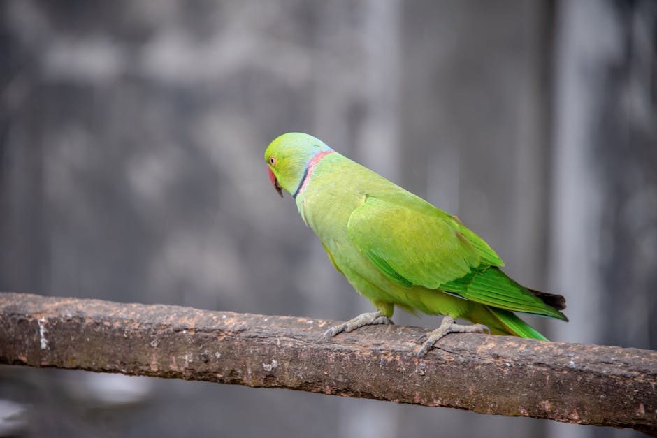 A green parrot with a red beak and a pink ring around its neck is perched on a wooden branch against a blurred gray background.