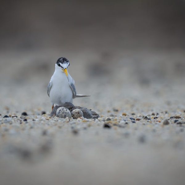 A small bird stands on a sandy surface near three speckled eggs, with the background blurred.