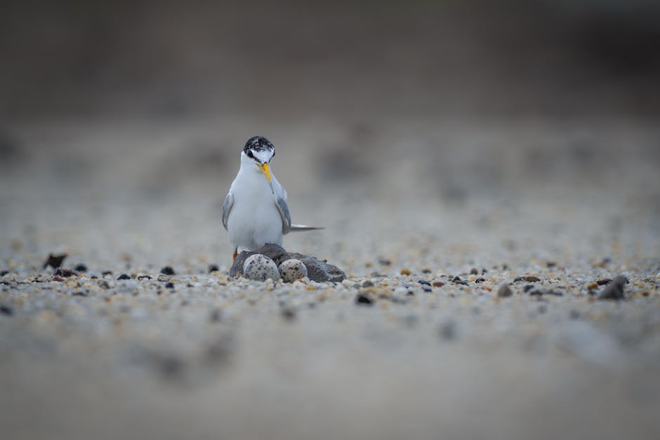 A small bird stands on a sandy surface near three speckled eggs, with the background blurred.