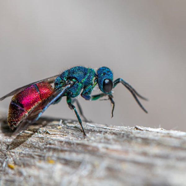 A close-up image of a colorful metallic green and red insect, possibly a cuckoo wasp, standing on a rough wooden surface.