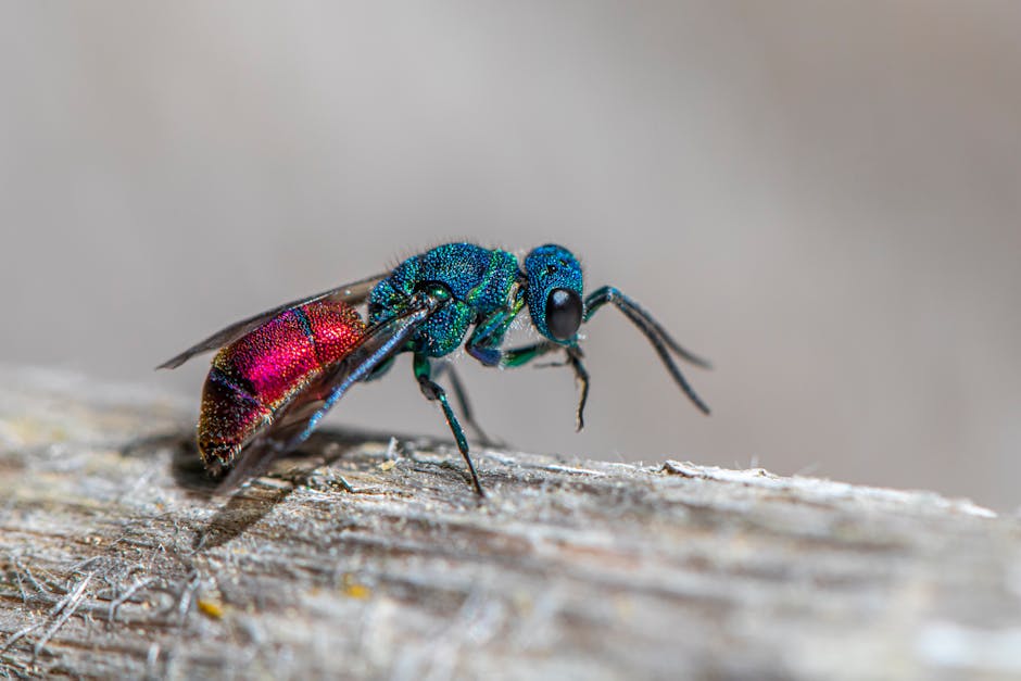 A close-up image of a colorful metallic green and red insect, possibly a cuckoo wasp, standing on a rough wooden surface.