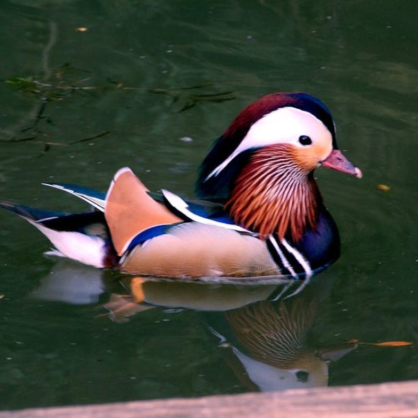 A mandarin duck with colorful plumage swims in a greenish pond, with its reflection visible on the water's surface.