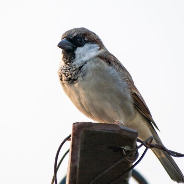A small brown and white sparrow perched on a metal bar with some wires, against a light background.