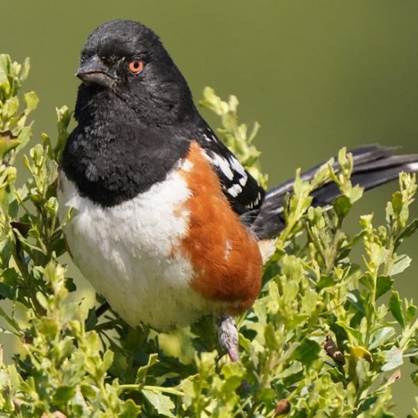 A bird with a black head, white belly, and reddish-brown sides is perched on a leafy green bush against a blurred green background.