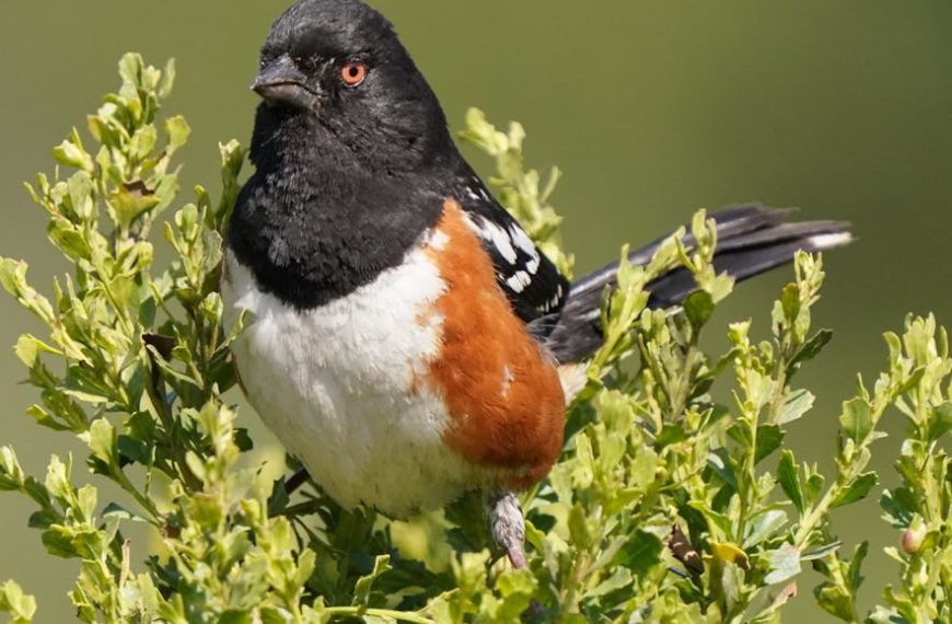 A bird with a black head, white belly, and reddish-brown sides is perched on a leafy green bush against a blurred green background.