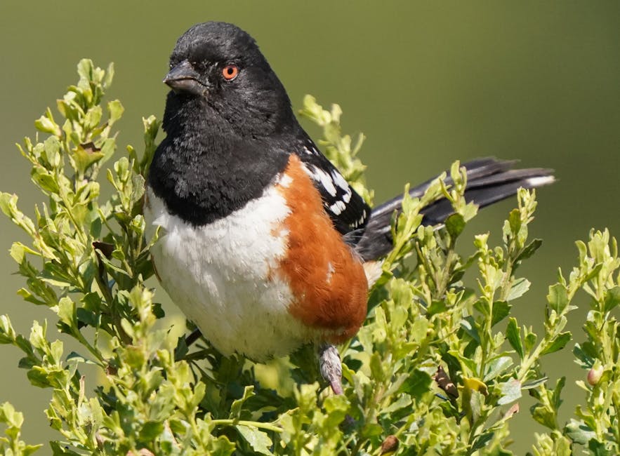 A bird with a black head, white belly, and reddish-brown sides is perched on a leafy green bush against a blurred green background.
