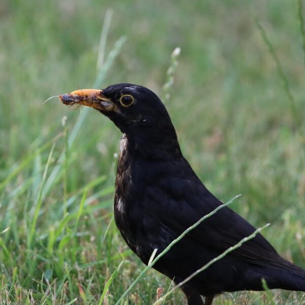 Optimizing Bird Health: How Often to Refresh Their Food