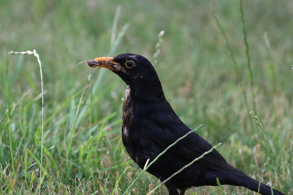 A blackbird standing on grass holds an insect in its beak.