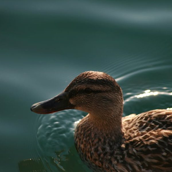 A brown duck swims in calm, greenish-blue water with gentle ripples.