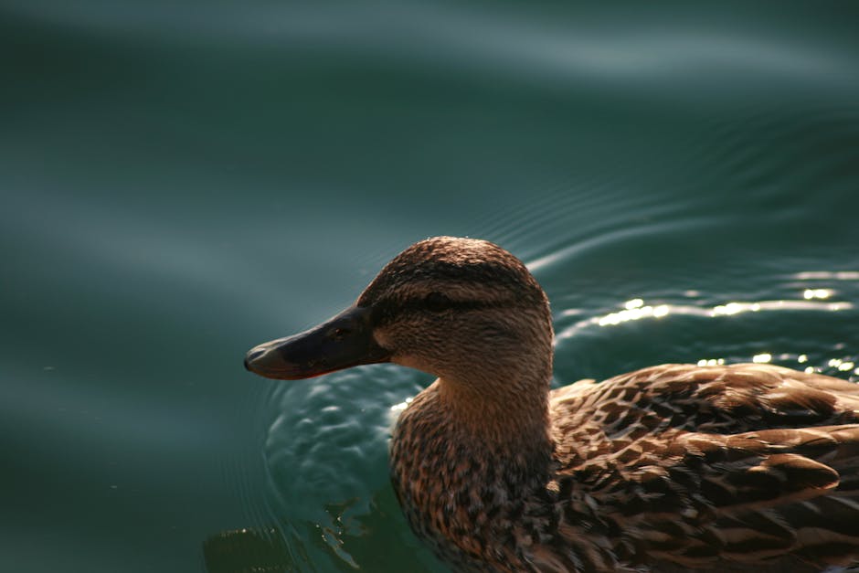 A brown duck swims in calm, greenish-blue water with gentle ripples.